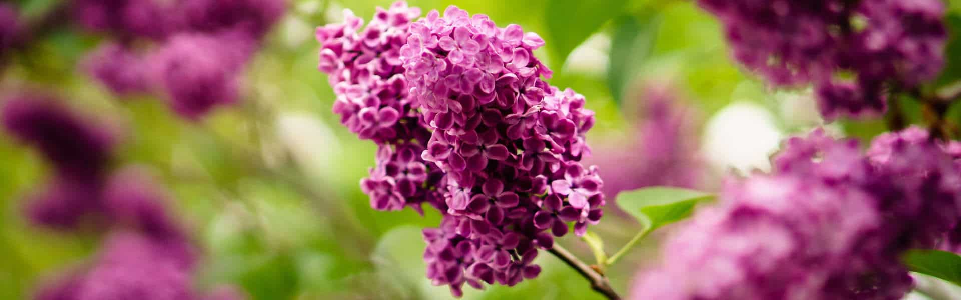 gardens & lilacs - rochester events 2017 gardens & lilacs - rochester events 2017